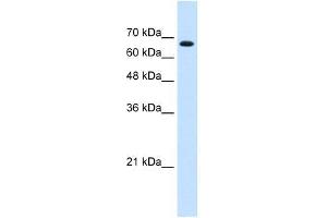 Image no. 1 for anti-Zinc Finger Protein 564 (ZNF564) (C-Term) antibody (ABIN927868)