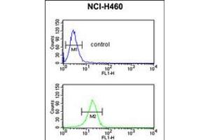 Image no. 3 for anti-FK506 Binding Protein 10, 65 KDa (FKBP10) (AA 57-87), (N-Term) antibody (ABIN5531170)