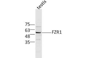 Image no. 2 for anti-Fizzy/cell Division Cycle 20 Related 1 (FZR1) (AA 141-240) antibody (ABIN1714172)