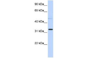 Image no. 1 for anti-Sialidase 4 (NEU4) (N-Term) antibody (ABIN2774018)