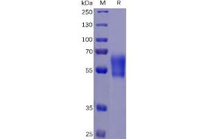 Human PD-1 Protein, hFc-His Tag on SDS-PAGE under reducing condition.