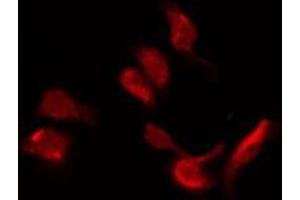 Image no. 1 for anti-G Protein-Coupled Receptor 151 (GPR151) (C-Term) antibody (ABIN6258164)