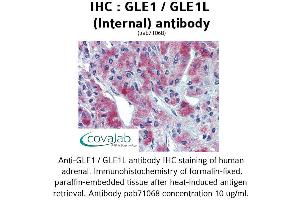Image no. 1 for anti-GLE1 RNA Export Mediator (GLE1) (Internal Region) antibody (ABIN1734712)