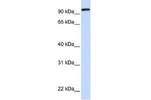 Image no. 1 for anti-Protocadherin gamma Subfamily C, 3 (PCDHGC3) (C-Term) antibody (ABIN2782183)
