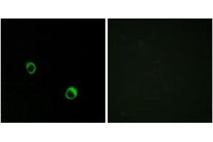 Image no. 1 for anti-Carbonic Anhydrase XIV (CA14) (AA 291-340) antibody (ABIN1534306)
