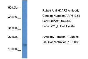 Image no. 1 for anti-H2A Histone Family, Member Z (H2AFZ) (N-Term) antibody (ABIN2788776)