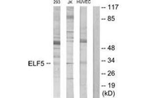 Image no. 1 for anti-E74-Like Factor 5 (Ets Domain Transcription Factor) (ELF5) (AA 191-240) antibody (ABIN1534188)