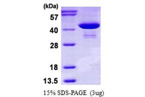 Image no. 1 for phosphoserine Aminotransferase 1 (PSAT1) (AA 1-370) protein (His tag) (ABIN667628)