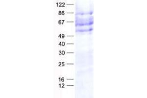 Image no. 1 for CAMP Responsive Element Binding Protein 3-Like 1 (CREB3L1) protein (His tag) (ABIN2712550)