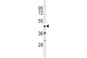 Image no. 3 for anti-Dopamine Receptor D4 (DRD4) antibody (ABIN3003899)