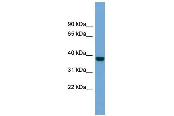 ATP1B4 抗体