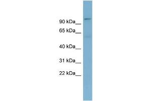 Image no. 2 for anti-Transducin (Beta)-Like 3 (TBL3) (N-Term) antibody (ABIN2784815)