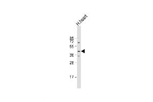 Image no. 1 for anti-Muscle-Related Coiled-Coil Protein (MURC) (AA 87-116), (N-Term) antibody (ABIN5538305)