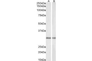 Image no. 2 for anti-NAD(P)H Dehydrogenase, Quinone 1 (NQO1) (C-Term) antibody (ABIN184714)