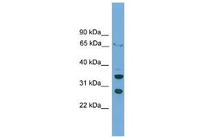 Image no. 1 for anti-D Site of Albumin Promoter (Albumin D-Box) Binding Protein (DBP) (C-Term) antibody (ABIN2787481)