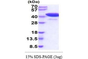 Image no. 1 for Peptidylprolyl Isomerase D (PPID) (AA 1-370) (Active) protein (His tag) (ABIN5855068)
