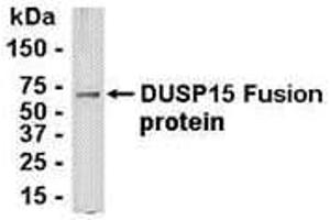 Image no. 1 for anti-Dual Specificity Phosphatase 15 (DUSP15) (AA 136-235) antibody (ABIN2468018)