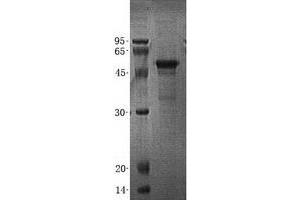 Image no. 1 for Autophagy related 4C Cysteine Peptidase (ATG4C) (Transcript Variant 7) protein (His tag) (ABIN2714798)
