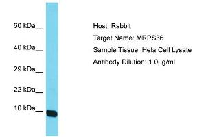 Image no. 1 for anti-Mitochondrial Ribosomal Protein S36 (MRPS36) (N-Term) antibody (ABIN2791678)