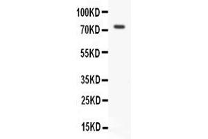 Image no. 2 for anti-Receptor (TNFRSF)-Interacting serine-threonine Kinase 1 (RIPK1) (AA 411-425), (Middle Region) antibody (ABIN3042930)