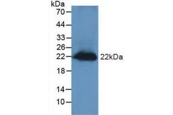 anti-Regenerating Islet Derived Protein 3 gamma (REG3g) (AA 45-152) antibody