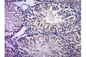 Image no. 6 for anti-Jun Proto-Oncogene (JUN) (AA 31-331) antibody (ABIN671691)