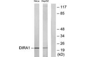 Image no. 1 for anti-DIRAS Family, GTP-Binding RAS-Like 1 (DIRAS1) (AA 149-198) antibody (ABIN1534963)