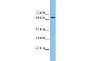 Image no. 1 for anti-Zinc Finger Protein 182 (ZNF182) (Middle Region) antibody (ABIN2784230)