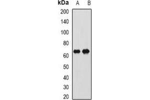 Image no. 2 for anti-Catenin, beta Like 1 (CTNNBL1) antibody (ABIN2966543)