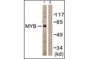 Image no. 4 for anti-V-Myb Myeloblastosis Viral Oncogene Homolog (Avian) (MYB) (N-Term) antibody (ABIN784094)