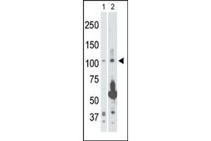 Image no. 1 for anti-Mitogen-Activated Protein Kinase Kinase Kinase 14 (MAP3K14) (AA 119-148) antibody (ABIN392496)