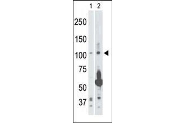 anti-Mitogen-Activated Protein Kinase Kinase Kinase 14 (MAP3K14) (AA 119-148) antibody