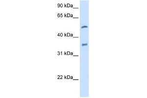 Image no. 1 for anti-Cytochrome P450, Family 2, Subfamily D, Polypeptide 6 (CYP2D6) (N-Term) antibody (ABIN2776931)