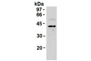 Image no. 2 for anti-Synaptophysin (SYP) antibody (ABIN1109181)