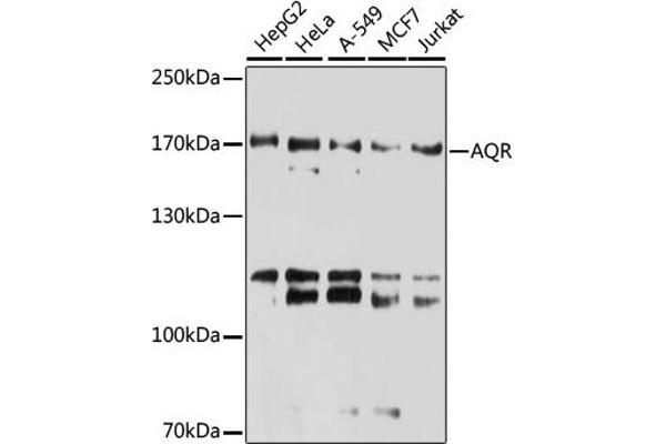 AQR 抗体  (AA 400-700)