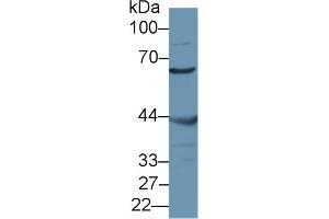 Image no. 1 for anti-Misato Homolog 1 (MSTO1) (AA 13-363) antibody (ABIN1869288)