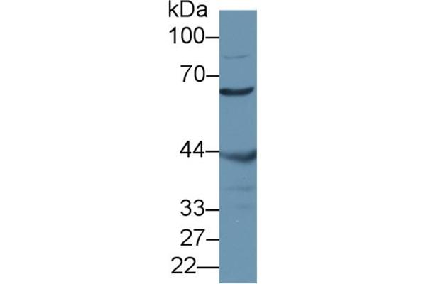 anti-Misato Homolog 1 (MSTO1) (AA 13-363) antibody