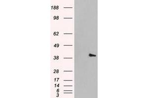 Image no. 2 for anti-Mitogen-Activated Protein Kinase 1 (MAPK1) antibody (ABIN2720479)