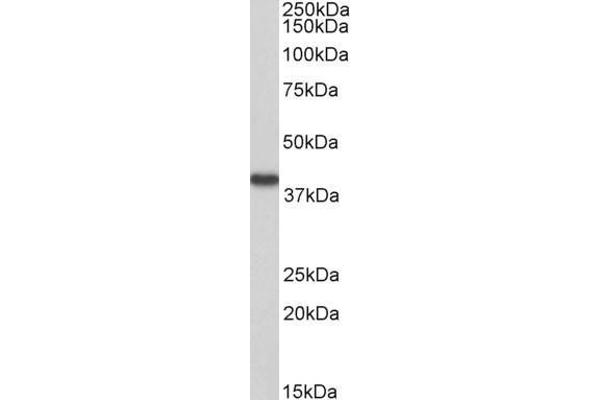 anti-Hydroxyacid Oxidase 2 (HAO2) (AA 54-67) antibody