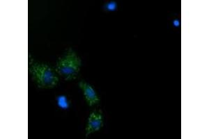 Image no. 9 for anti-Mitochondrial Ribosomal Protein S34 (MRPS34) antibody (ABIN1499564)