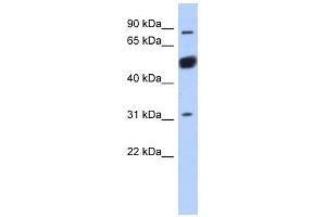 Image no. 1 for anti-BEN Domain Containing 2 (BEND2) (Middle Region) antibody (ABIN632759)