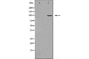 Image no. 1 for anti-Dimethylglycine Dehydrogenase (DMGDH) antibody (ABIN6258427)