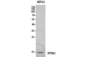 Image no. 2 for anti-Interferon Induced Transmembrane Protein 2 (IFITM2) (Internal Region) antibody (ABIN3187997)