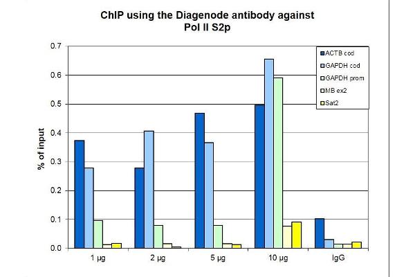 POLR2A/RPB1 antibody  (pSer2)