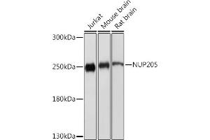 NUP205 antibody
