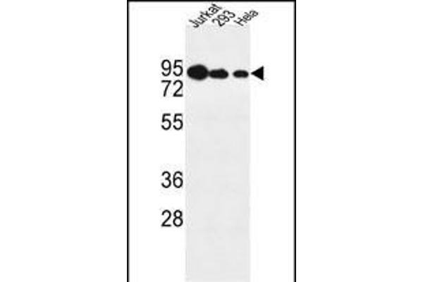 NOL9 antibody  (C-Term)