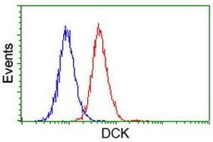 Image no. 9 for anti-Deoxycytidine Kinase (DCK) antibody (ABIN1497775)
