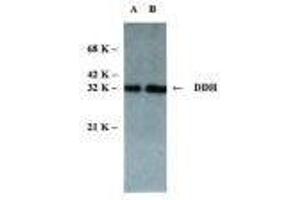 Image no. 1 for anti-Dihydrodiol Dehydrogenase (DDH) antibody (ABIN306831)