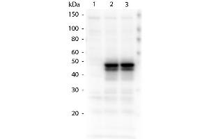 Western Blotting (WB) image for anti-HAUS Augmin-Like Complex, Subunit 8 (HAUS8) (Internal Region) antibody (ABIN1043902)
