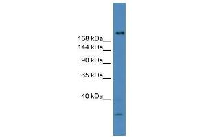 Image no. 1 for anti-Ubiquitin Specific Peptidase 9, Y-Linked (USP9Y) (C-Term) antibody (ABIN929202)